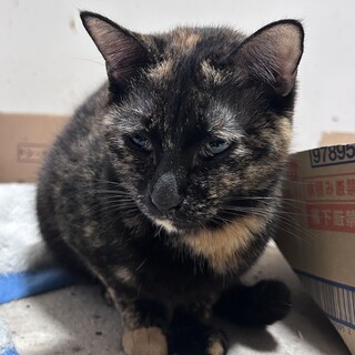 黒多めのサビちゃん