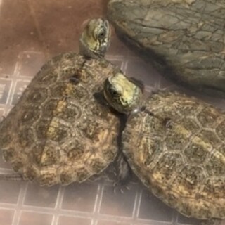 ニホンイシガメ