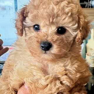 ティーカップママの仔犬♪