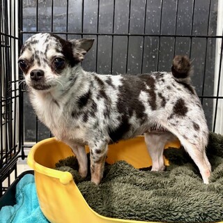 25-W257　ブルーマール可愛い！！