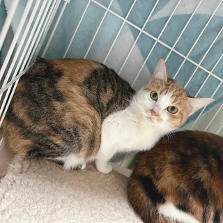 びびり三毛３姉妹、実はこっそり甘えんぼ♡きのみ