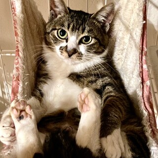 抱っこもできる人懐っこいドロップちゃん