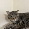 キジ猫　女の子　4歳 サムネイル2