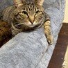 キジ猫　女の子　4歳 サムネイル3