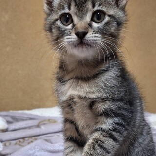 甘えん坊の可愛い顔したケーキちゃん