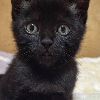 サラサラ綺麗な毛並みの黒猫　ワッフルちゃん