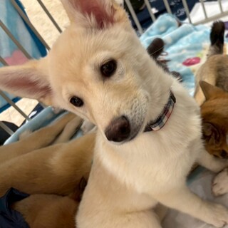 約3ヶ月の女の子【ミムラ】