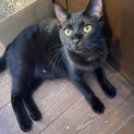 遊ぶの大好き黒猫の女の子