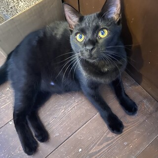 遊ぶの大好き黒猫の女の子