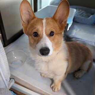 人懐こいウェルシュ・コーギー　ルカくん