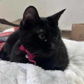 まるまる小柄な黒猫ちゃん