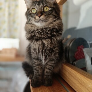 半長毛　尻尾が可愛い　カキノちゃん！