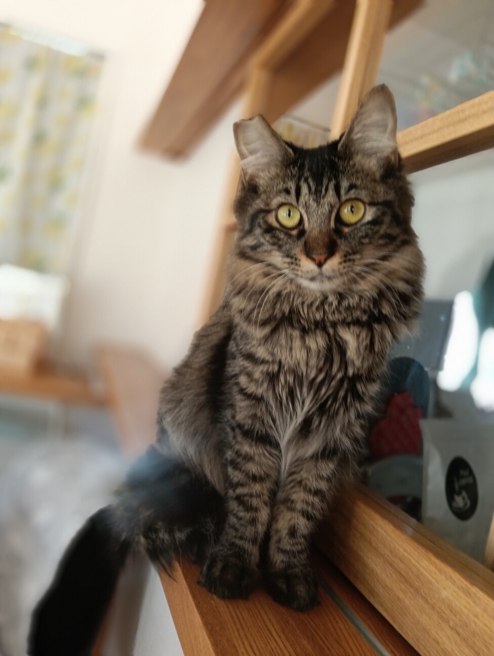 トライアル中 やや長毛 」愛知県 - 猫の里親募集(533320) 2枚目の