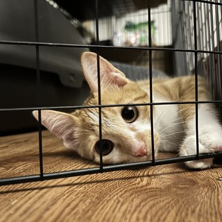 茶白　生後半年くらいの男の子♩