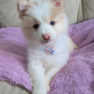 生後2ヶ月半ふわふわ可愛い「ソフィーちゃん」