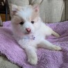 生後2ヶ月半ふわふわ可愛い「ソフィーちゃん」 サムネイル3