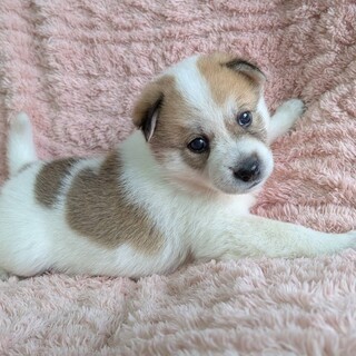 生後1ヶ月半かわいい女の子「ルージュちゃん」