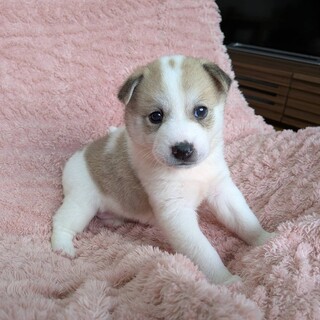 生後1ヶ月半かわいい女の子「リップちゃん」