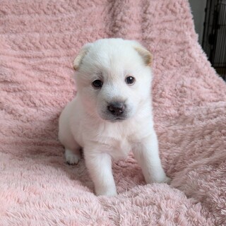 生後1ヶ月半かわいい女の子「ベニーちゃん」