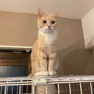 大切に飼ってくれる里親さんを募集します