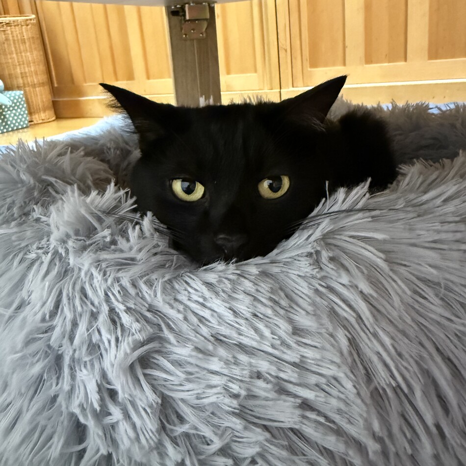 大福(だいちゃん)のカバー写真