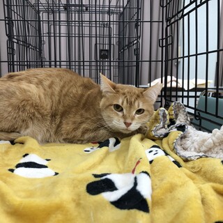 茶トラ　女の子　チャーミーちゃん