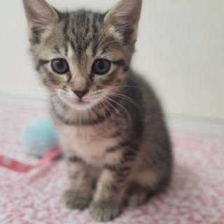 タレ目風アーモンドアイにキュン少女1ヶ月