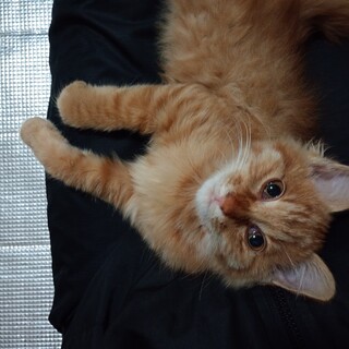 かわいい茶トラの子猫です。