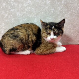 姉妹でお年賀かねて譲渡会！ソックス履いてる❤ツナ