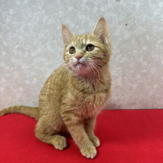 姉妹でお年賀かねて譲渡会！慣れ慣れメス猫❤マヨ