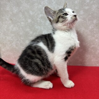 お年賀かねて譲渡会！慣れてるから初心者向き❤チップ