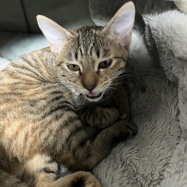 月(ルナ)の写真