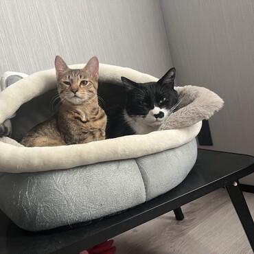 月(ルナ)の写真