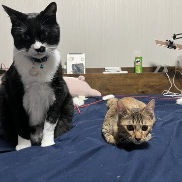 月(ルナ)の写真