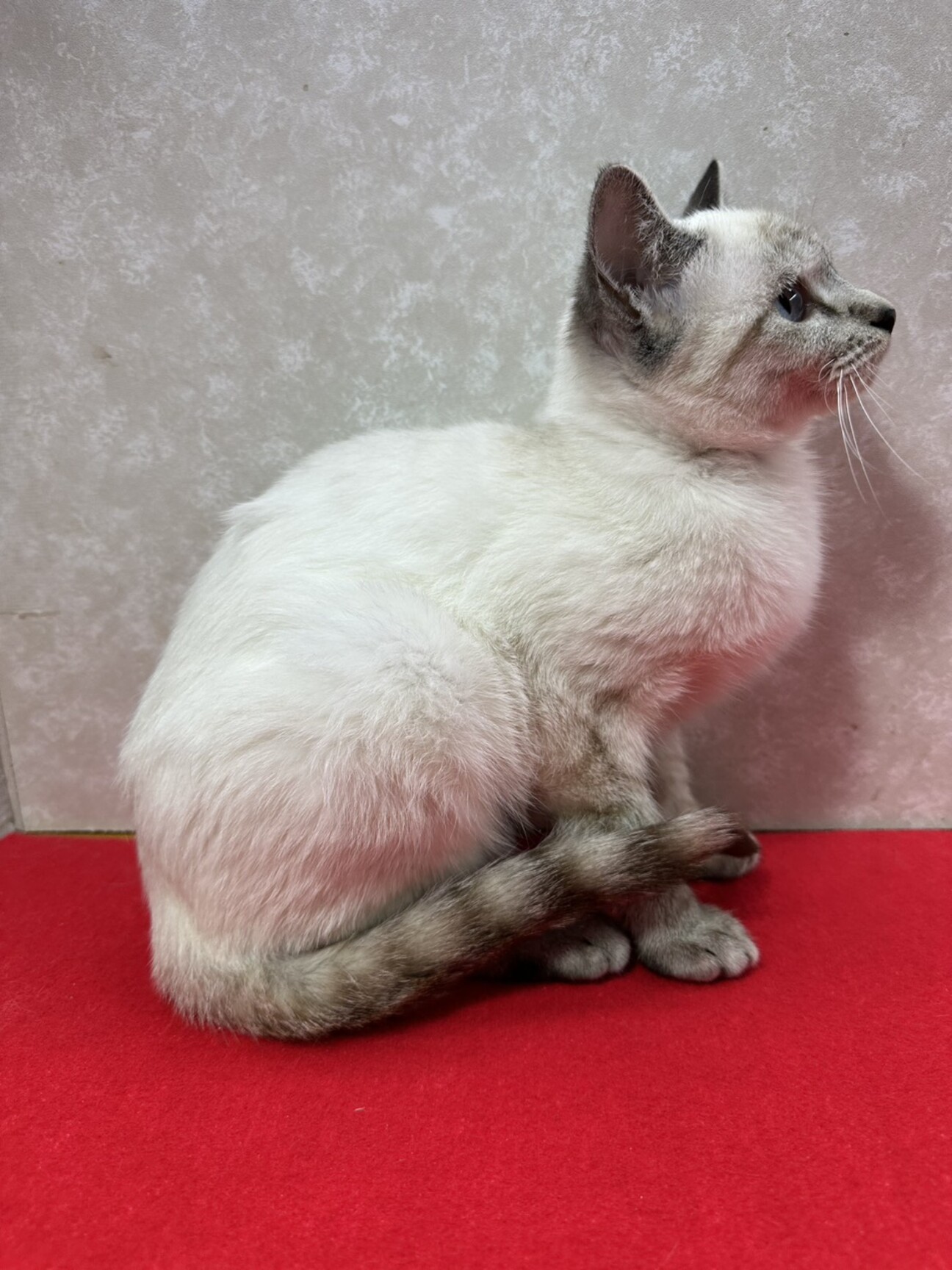 お年賀かねて譲渡会！青い」東京都 - 猫の里親募集(533335) 7枚目の