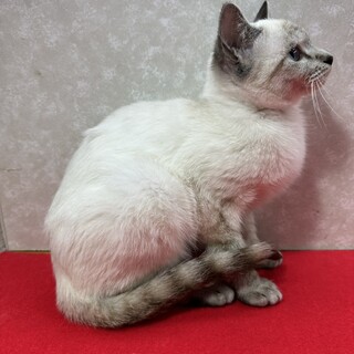 お年賀かねて譲渡会！青い目のシャムMIX❤メアリ