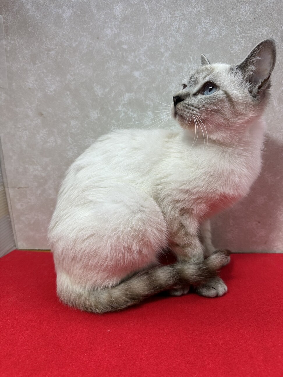 お年賀かねて譲渡会！青い」東京都 - 猫の里親募集(533335) 6枚目の