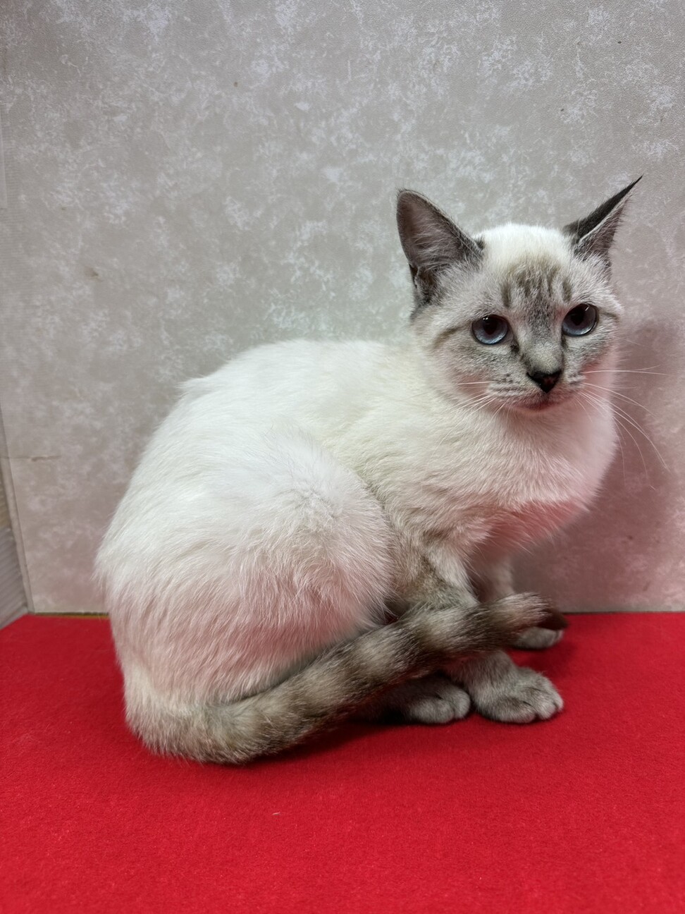 お年賀かねて譲渡会！青い」東京都 - 猫の里親募集(533335) 7枚目の