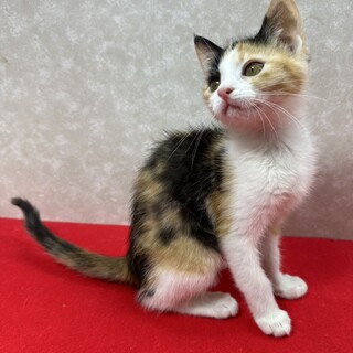 お年賀かねて譲渡会！元気で遊び好きな慣れ猫❤姫