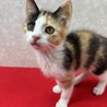 お年賀かねて譲渡会！元気で遊び好きな慣れ猫❤姫 サムネイル3