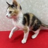 お年賀かねて譲渡会！元気で遊び好きな慣れ猫❤姫 サムネイル4