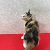 お年賀かねて譲渡会！元気で遊び好きな慣れ猫❤姫 サムネイル5