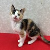 お年賀かねて譲渡会！元気で遊び好きな慣れ猫❤姫 サムネイル6