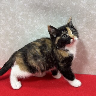 兄妹でお年賀かねて譲渡会！まんまる体型❤チャルメラ