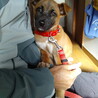 人なつこい甘えん坊さんメス子犬 サムネイル2