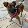 人なつこい甘えん坊さんメス子犬 サムネイル3