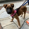 人なつこい甘えん坊さんメス子犬 サムネイル5