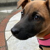 人なつこい甘えん坊さんメス子犬 サムネイル6