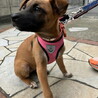 人なつこい甘えん坊さんメス子犬 サムネイル7