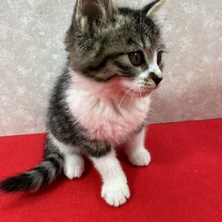 兄妹でお年賀かねて譲渡会！くりくりお目目❤ラ王